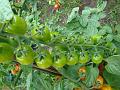 2010-0818-1330_Tomatoes_18,3C